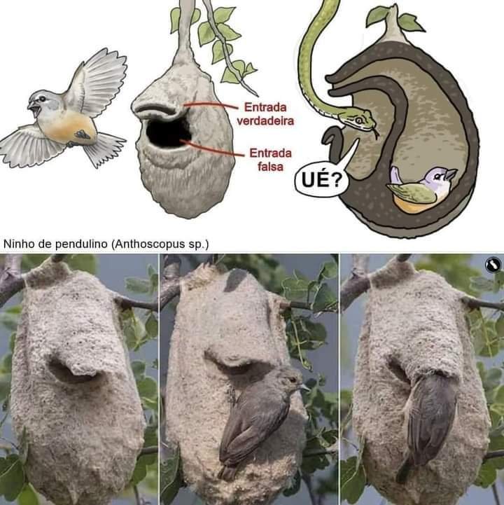 عش طائر البندولين