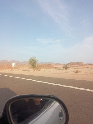 شجرة الغردقة